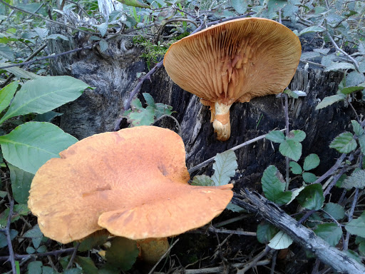 SOS Children's Village Gulpilhares - Social services organization in Vila Nova de Gaia, Portugal