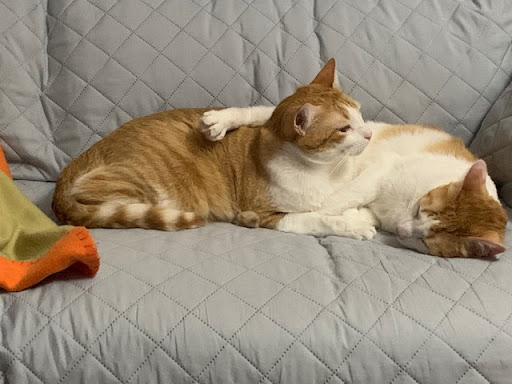 Sos Felina Felinae Madrid - Animal protection organization in Aranjuez, Spain