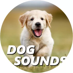 sound effects dog sounds - Musical artist