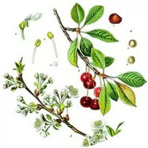 Sour Cherry - Plants