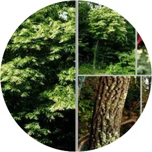 Sourwood - Plants