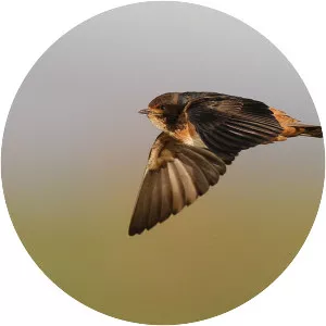 South African cliff swallow - Bird