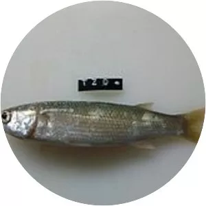 South African mullet