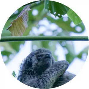 South America's Weirdest Animals - TV program