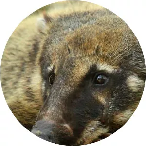 South American coati