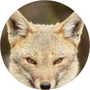 South American fox - Animal