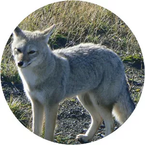 South American gray fox - Animal