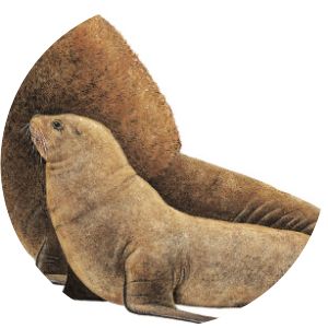 South American sea lion