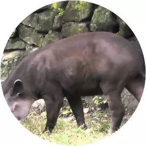 South American tapir