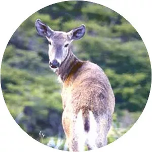 South Andean deer