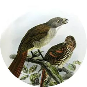 South Island piopio - Birds