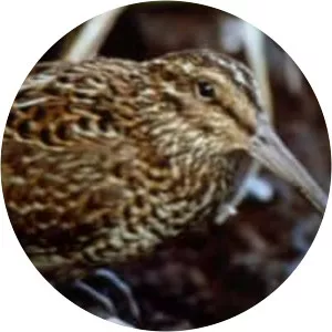 South Island snipe - 