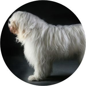 South Russian Ovcharka