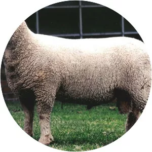 Southdown sheep