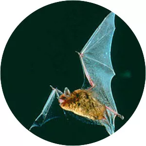 Southeastern myotis