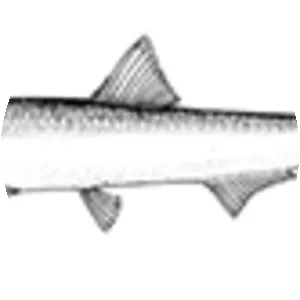 Southern African anchovy