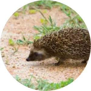 Southern African hedgehog photograph