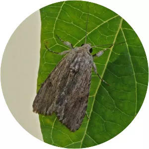 Southern armyworm moth