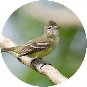 Southern beardless tyrannulet
