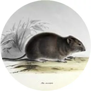 Southern big-eared mouse