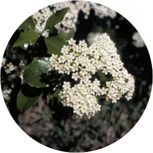 Southern black haw