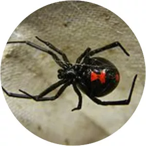 Southern black widow