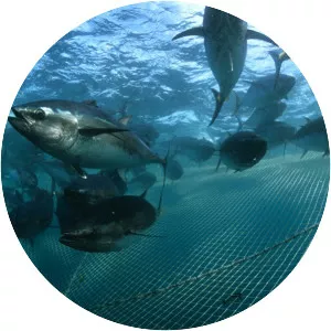 Southern bluefin tuna