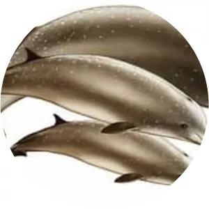 Southern bottlenose whale