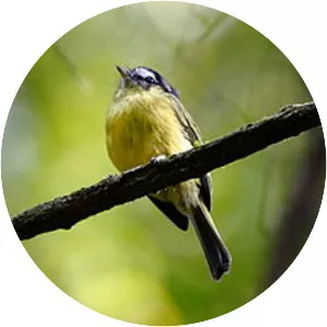 Southern bristle tyrant