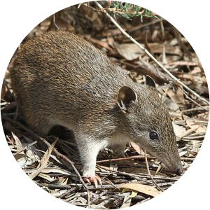 Southern brown bandicoot