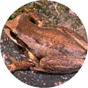 Southern brown tree frog