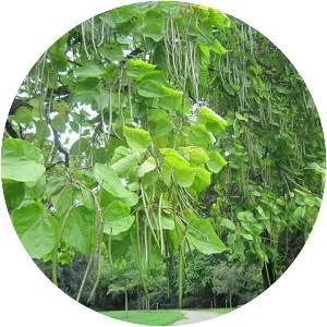 Southern catalpa