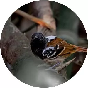 Southern chestnut-tailed antbird