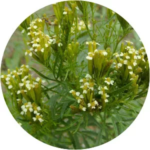 Southern Cone Marigold