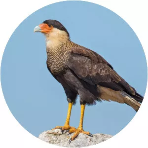 Southern crested caracara