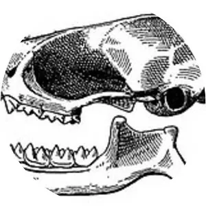 Southern dog-faced bat