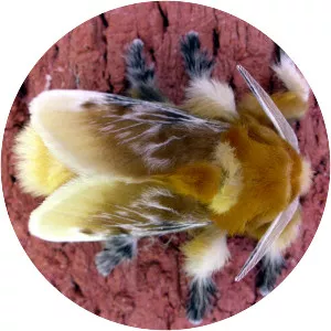 Southern flannel moth