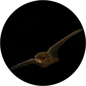 Southern forest bat