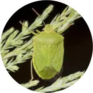 Southern green stink bug