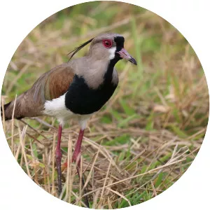 Southern lapwing