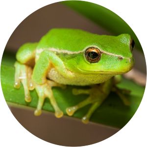 Southern leaf green tree frog - Amphibian