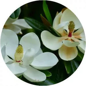 Southern magnolia - Plants