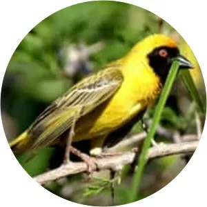 Southern masked weaver