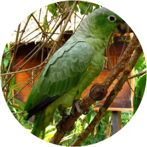 Southern mealy amazon