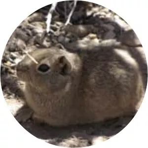 Southern mountain cavy