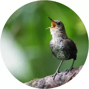 Southern nightingale-wren