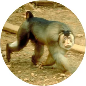 Southern pig-tailed macaque