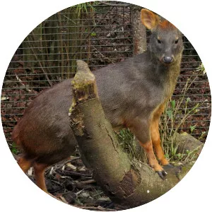 Southern Pudu photograph