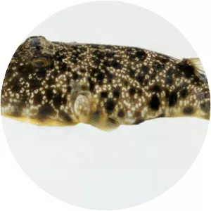 Southern puffer