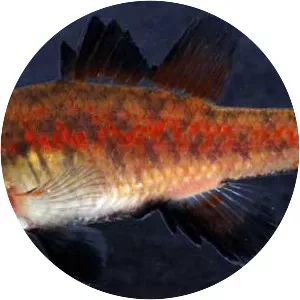Southern pygmy perch